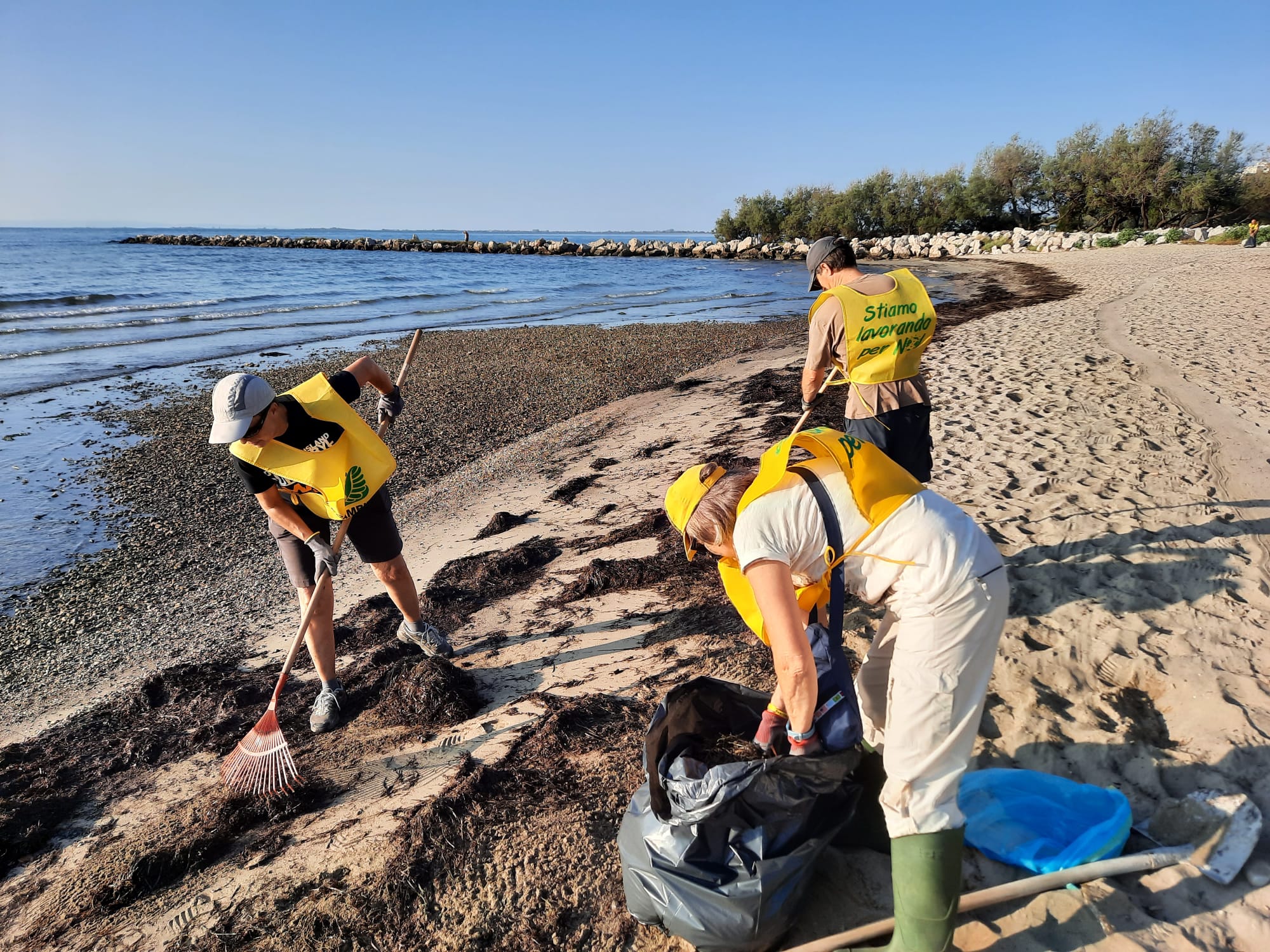 Immagine per Alghe annerite in spiaggia a Marina Julia, raccolta una tonnellata